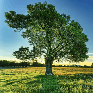 Spring Awakens in Glory 20seconds cover image