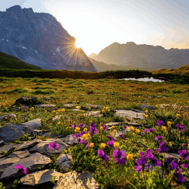 Morning  cover image