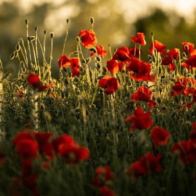 Beautiful Light Inspiring Piano  cover image